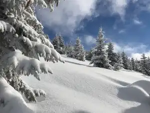 More snow than you can shake a stick at!