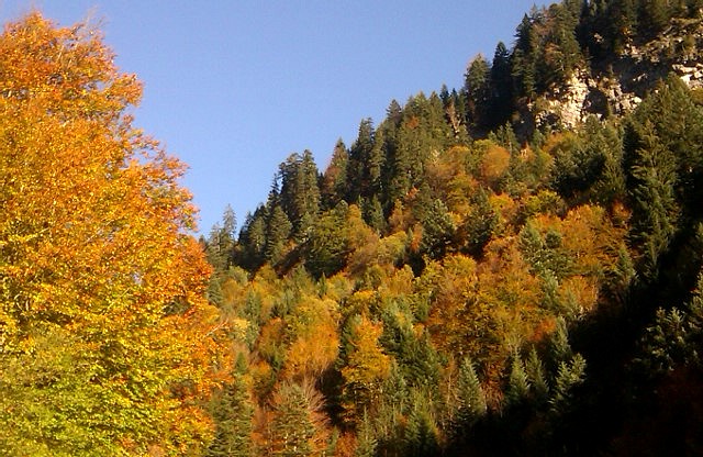 18/10/14, beautiful Autumn colours in Les Gets. Not long now until winter!