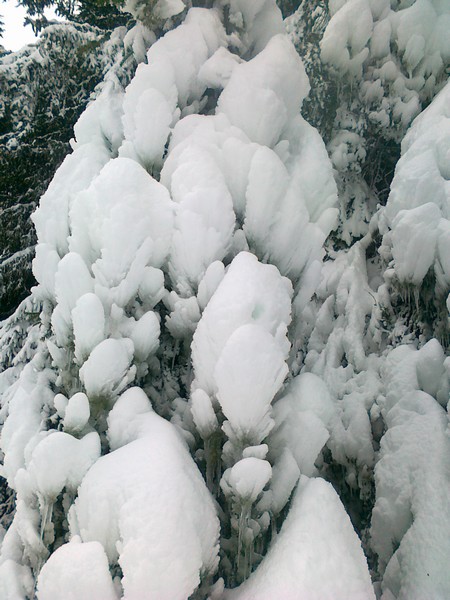 31/12/11. There's a tree under there somewhere!